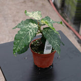 4" Clown Fig (Ficus aspera)