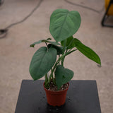 6" Syngonium Chiapenese