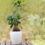 4" Ficus Ginseng