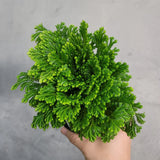 6" Moss Fern (Selaginella pallescens)