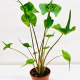 8" Alocasia Stingray (Copy)