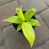 6" Philodendron Moonlight