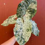 5" Alocasia macrorrhiza ‘Camouflage’
