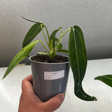 6" Anthurium warocqueanum ‘Queen Anthurium’
