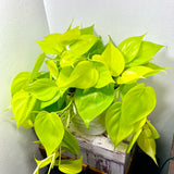 4" Philodendron Cordatum Neon (Philodendron hederaceum 'Neon')