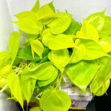 4" Philodendron Cordatum Neon (Philodendron hederaceum 'Neon')