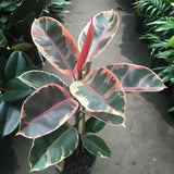 4" Decora Ruby Red Ficus  (Ficus Elastica)