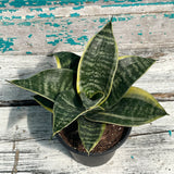 4" Sansevieria Ocean Star