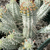 4" Euphorbia Mammillaris Variegate (Variegated Corn Cob Cactus)