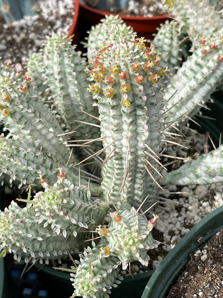 4" Euphorbia Mammillaris Variegate (Variegated Corn Cob Cactus)