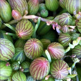 6" Curio herreanus (String of Watermelon)