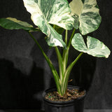 8" Alocasia Variegated