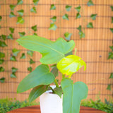 5" Philodendron Golden Violin