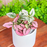 4" Mix Splash Hypoestes