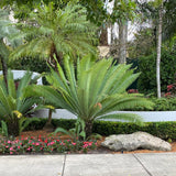 8" Dioon Edule Mexican Fern Palm