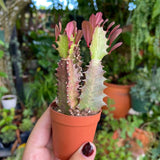 6" Euphorbia Trigonia (African Milk Tree)