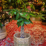 10" Pachira Braid (Money Tree)