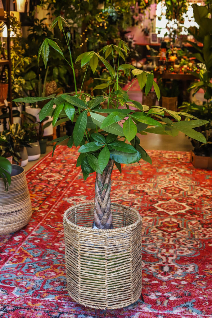 10" Pachira Braid (Money Tree)