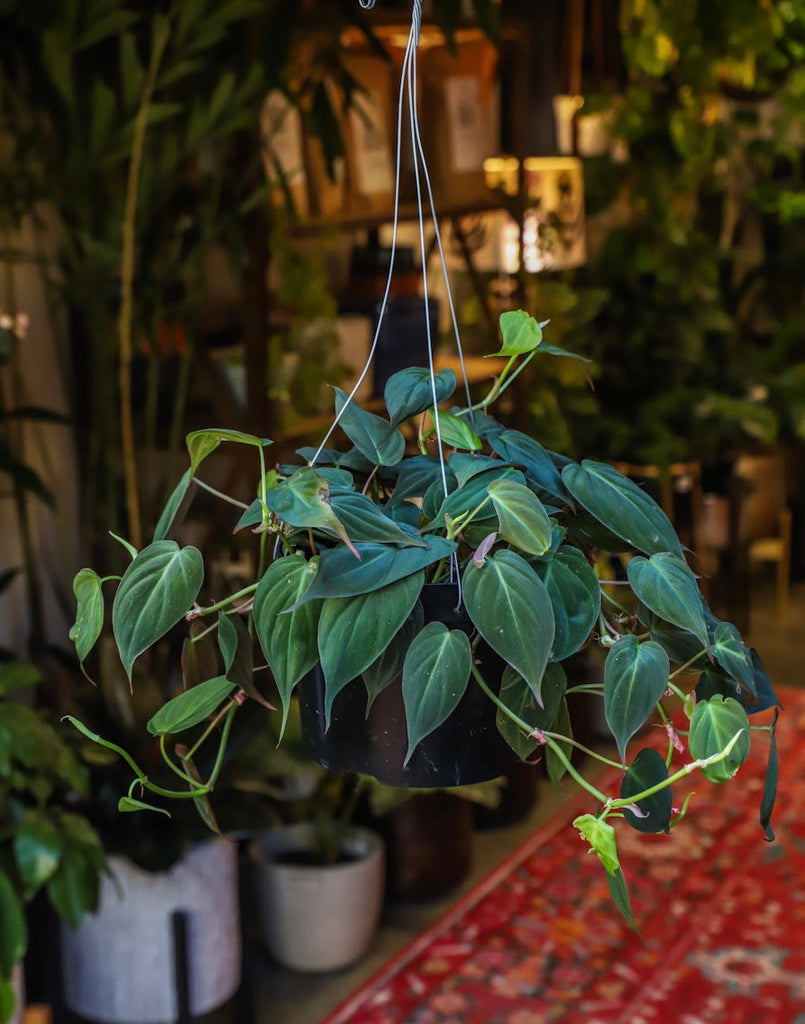 8” Philodendron Mican On Pole