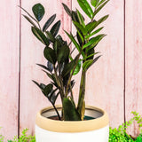 8" Raven Zamioculcas Zamiifolia "ZZ"