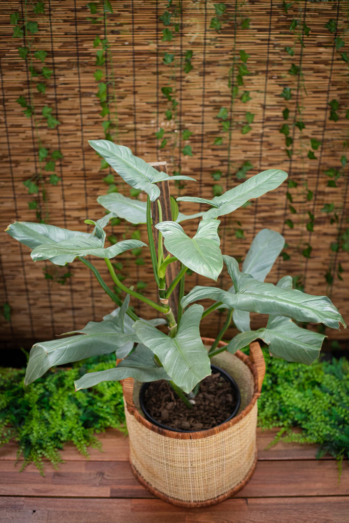 8" Philodendron Silver Sword