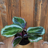 6" Calathea Medallion