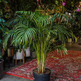 10" Areca Palm