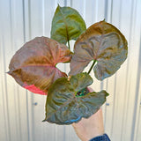 4" Syngonium Strawberry Ice