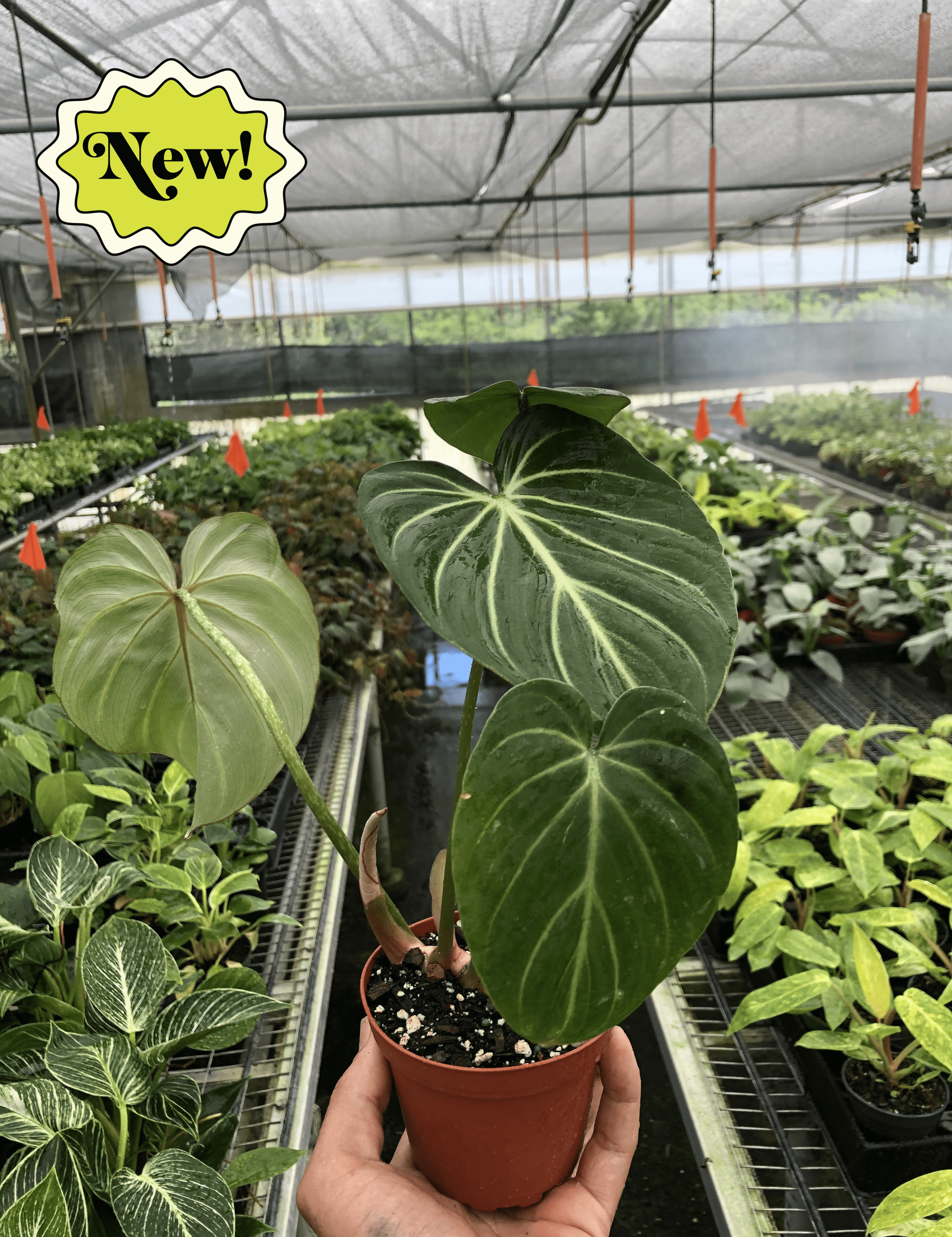 Philodendron Gloriosum
