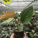 Anthurium 'Radicans x Luxurians'