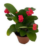 2” Crown Of Thorns Euphorbia Milii