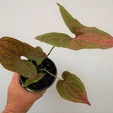 5" Cyrtosperma Johnstonii