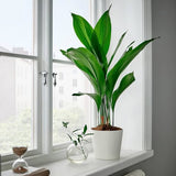6" Aspidistra elatior 'Cast Iron Plant'