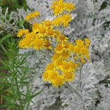 6" Silver ragwort