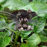 8" 'Black Bat Flower' Tacca chantrieri