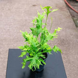 5" Hawaiian Sunshine Fern
