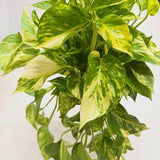 6" Pothos Patricio