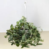 6" Pothos Satin (Scindapsus pictus)