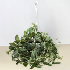 6" Pothos Satin (Scindapsus pictus)