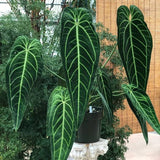 4" Anthurium Queen