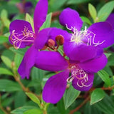 1 Gallon Princess Flower