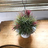Tillandsia Ionantha Fuego Clumo