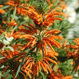 1 Gallon Leonotis Leonurus Lion's Tail