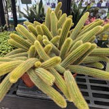 8" Gold Monkey Tail Cactus