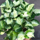 6" Manjula Pothos