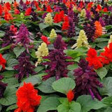 4" Salvia 'Sizzler Mix'