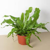 6" Crocodile Fern