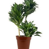 6" Dracaena Compacta 'Janet Craig'