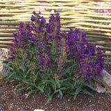 1 Gallon Penstemon Spectabilis