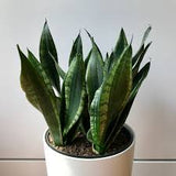 6" Whitney Snake Plant